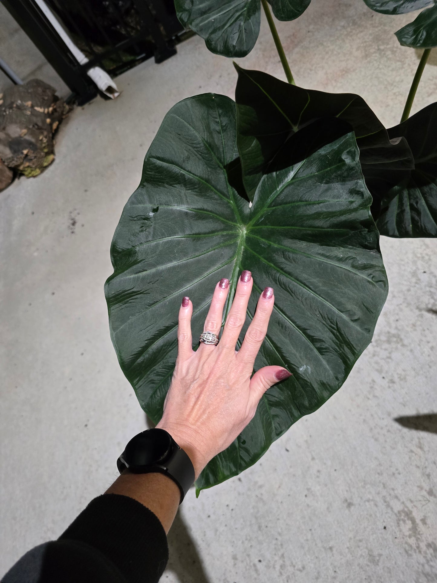 6" Alocasia Regal Shield XL - Not Pet Friendly - Pick Your Plant Option - Live Indoor Plant