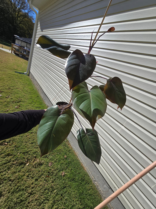 6" Philodendron Dark Lord TC Version - Not Pet Friendly - Pick Your Plant Option - Indoor Plant