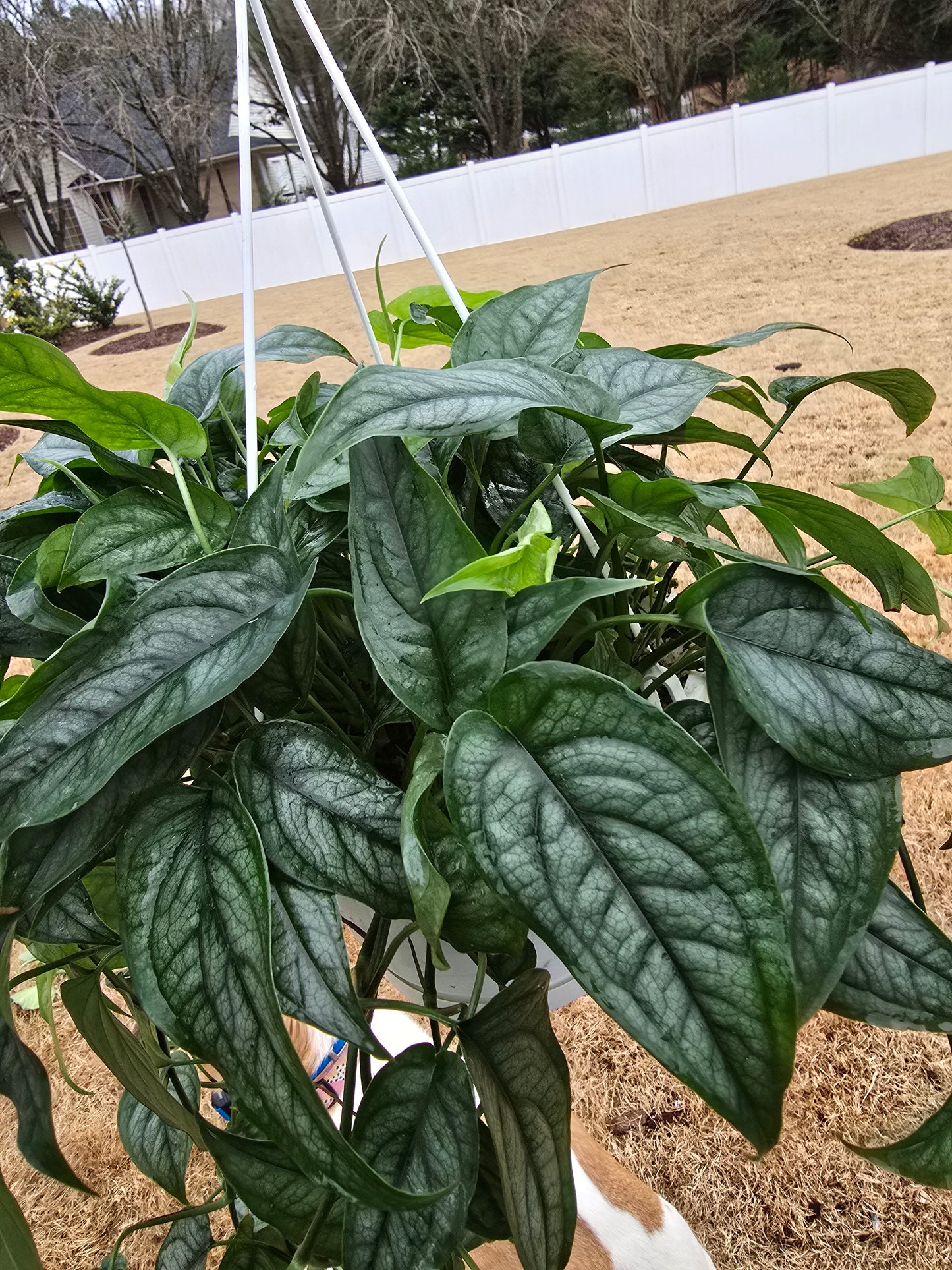 Monstera Siltepecana 8" Hanging Basket - Not Pet Friendly - Pick Your Plant Option - Live Indoor Plant