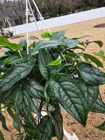 Monstera Siltepecana 8" Hanging Basket - Not Pet Friendly - Pick Your Plant Option - Live Indoor Plant