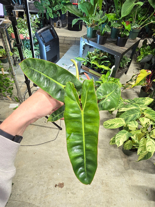 4" Philodendron Billietiae - Not Pet Friendly - Pick Your Plant Option - Live Indoor Plant