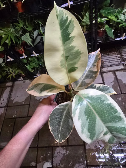 6" Ficus Rubber Tineke Bush - Not Pet Friendly - Pick Your Plant Option - Live Indoor Plant