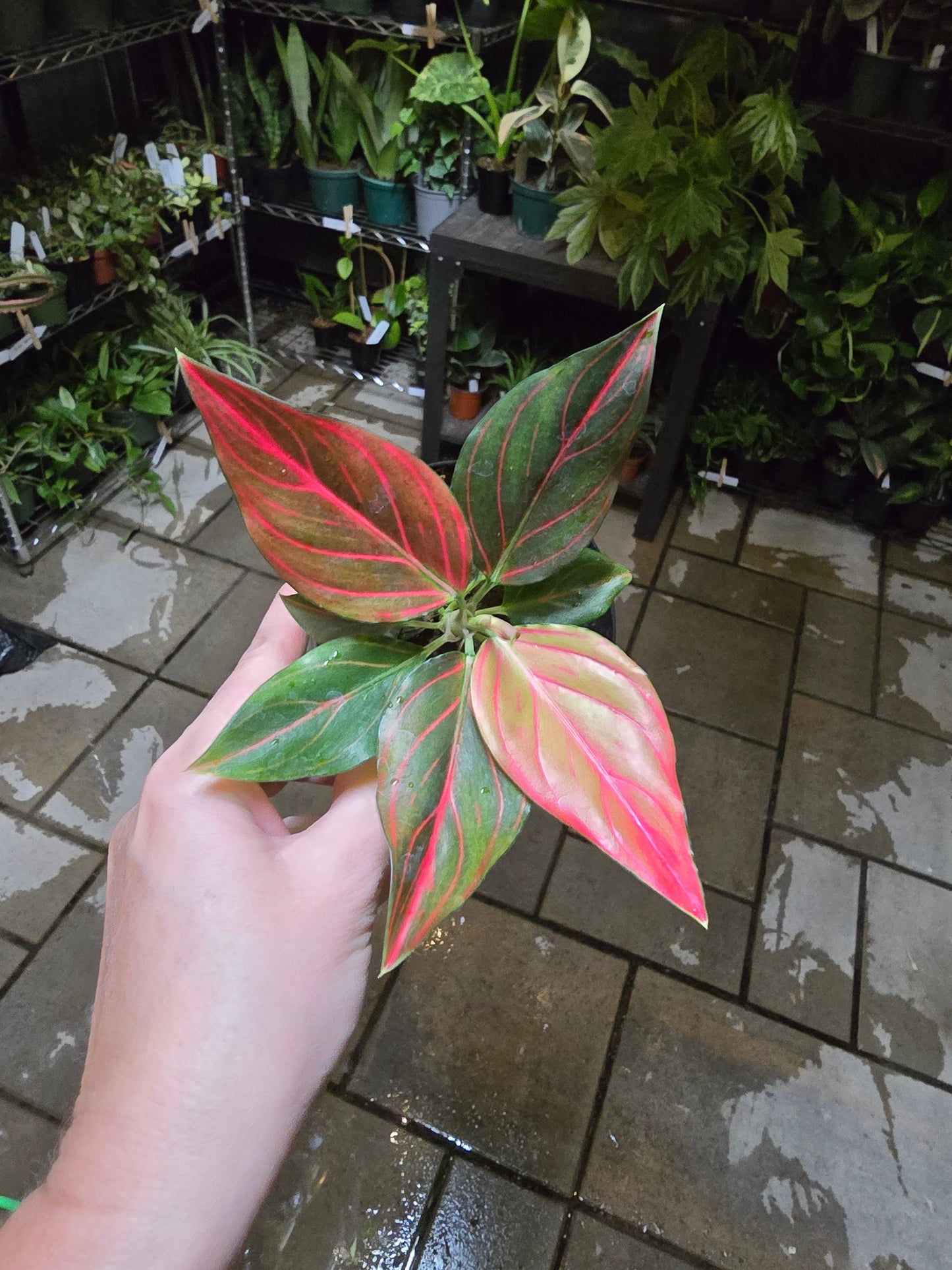 4" Aglaonema Siam Aurora - Not Pet Friendly - Pick Your Plant Option - Live Indoor Plant