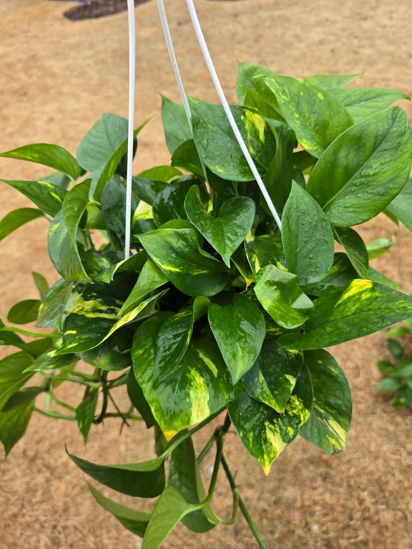 Pothos Golden 8" Hanging Basket - Not Pet Friendly - Pick Your Plant Option - Live Indoor Plant