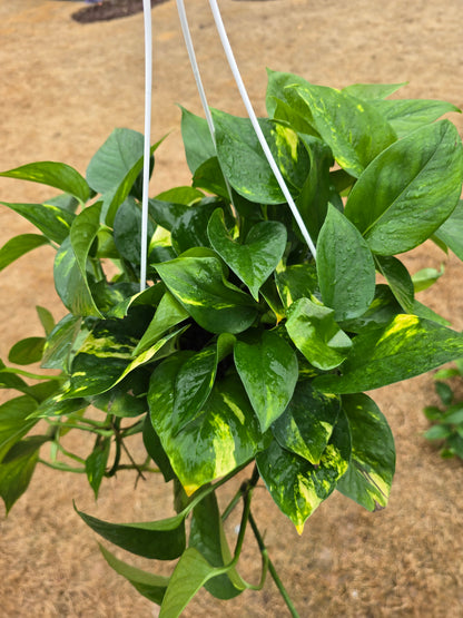 Pothos Golden 8" Hanging Basket - Not Pet Friendly - Pick Your Plant Option - Live Indoor Plant