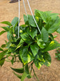 Pothos Golden 8" Hanging Basket - Not Pet Friendly - Pick Your Plant Option - Live Indoor Plant